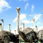 Страусиная ферма