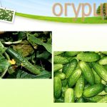 История огурцов