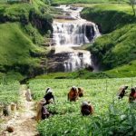 Путешествие по Цейлонскому «чайному миру».